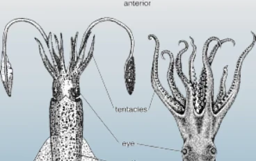 الحبار: سيد التمويه وأعجوبة البحار الرخوية | الدليل الشامل 2026