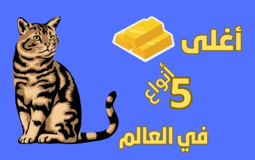 تعرف على أغلى 5 أنواع من القطط..مع أسعارها