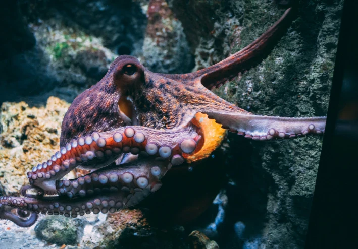 الأخطبوط: عبقري الأعماق ذو الأذرع الثمانية | الدليل الشامل 2026