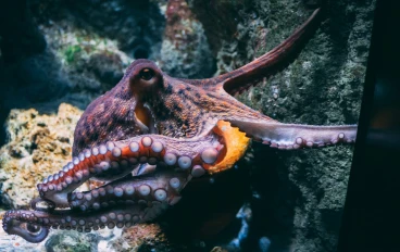 الأخطبوط: عبقري الأعماق ذو الأذرع الثمانية | الدليل الشامل 2026