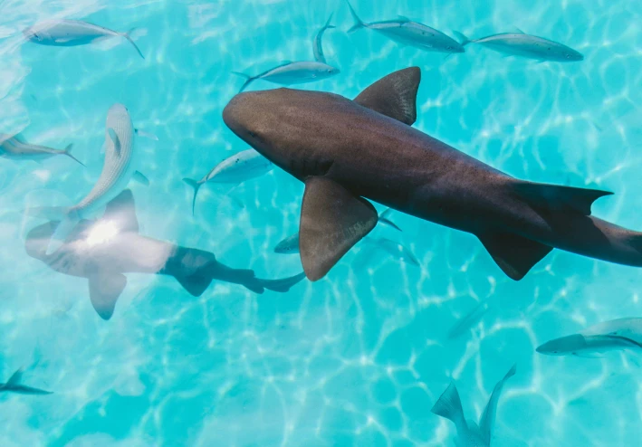 سمكة القرش: سيد المحيطات الغامض ودوره الحيوي في التوازن البيئي