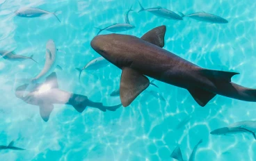 سمكة القرش: سيد المحيطات الغامض ودوره الحيوي في التوازن البيئي