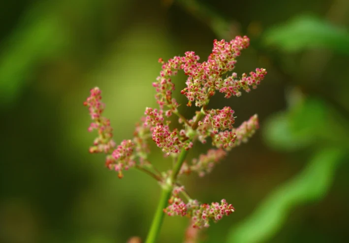 نبات الحميض: صيدلية الربيع المنسية وكنز الساحل السوري الغذائي