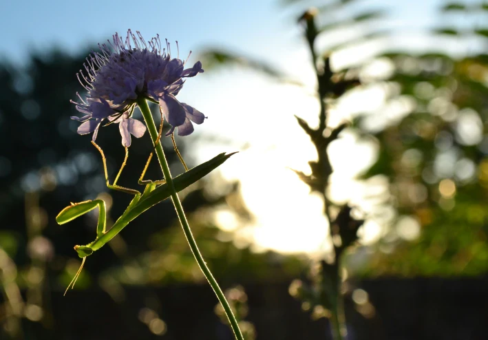 النباتات المفترسة: عبقرية الطبيعة في الصيد.. دليل شامل للأنواع، الموطن، والفوائد المذهلة