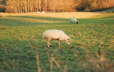 مهنة رعي الغنم في العصر الحديث: القيمة الاقتصادية، التحديات البيئية، وضرورة التحديث