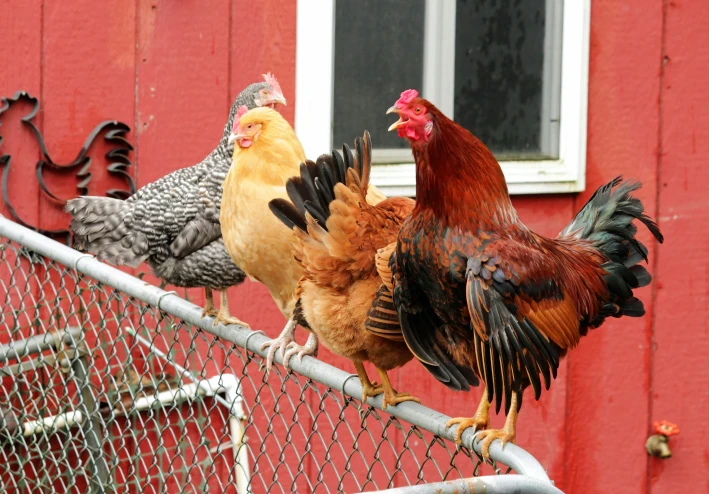 دليل المبتدئين لتربية طيور الزينة: كيف تبدأ رحلة الشغف والاستثمار؟