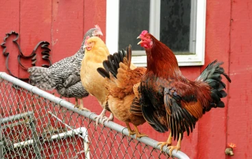 دليل المبتدئين لتربية طيور الزينة: كيف تبدأ رحلة الشغف والاستثمار؟