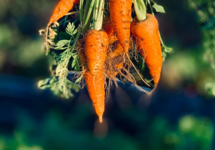 صيدلية طبيعية: الفوائد المدهشة للجزر لصحة القلب والمناعة