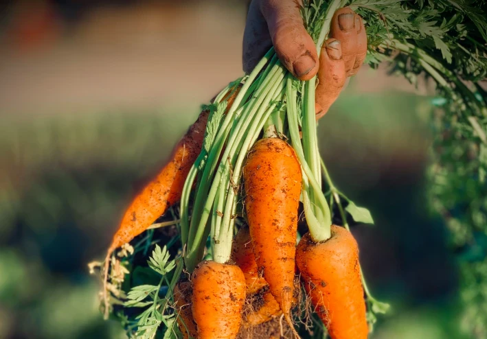 صيدلية طبيعية: الفوائد المدهشة للجزر لصحة القلب والمناعة