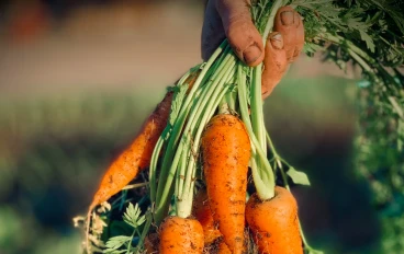 صيدلية طبيعية: الفوائد المدهشة للجزر لصحة القلب والمناعة