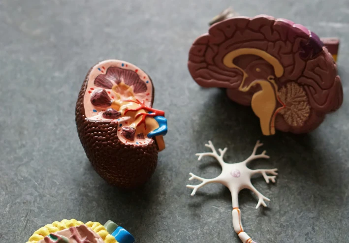 أهمية دراسة علم التشريح لطلاب الجامعات: حجر الزاوية في العلوم الطبية والبحثية