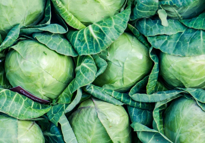 الملفوف الأخضر (الكرنب) Green cabbage (kohlrabi)