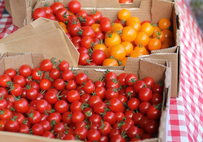 القوة الحمراء: استكشاف الفوائد الصحية للبندورة (Solanum lycopersicum) ودورها في تعزيز صحة القلب والوقاية من السرطان.