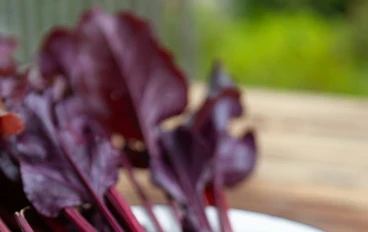 فوائد البنجر (الشمندر) وطرق زراعته: دليلك الشامل لصحة مثالية وحديقة مثمرة