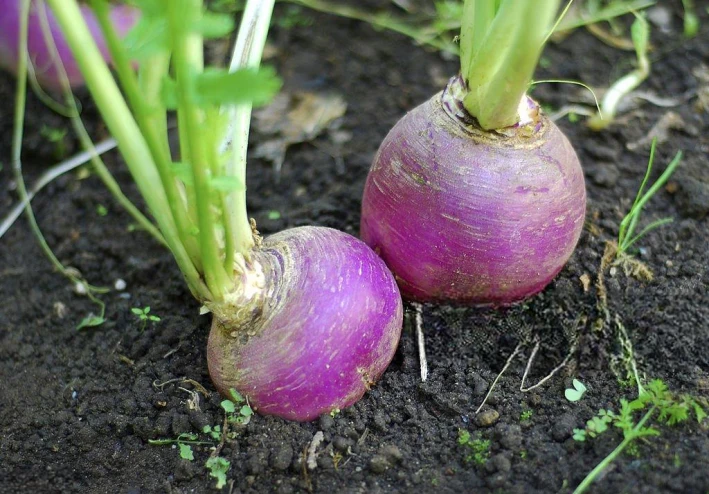 ما هي فوائد اللفت (What are the benefits of turnip) ؟