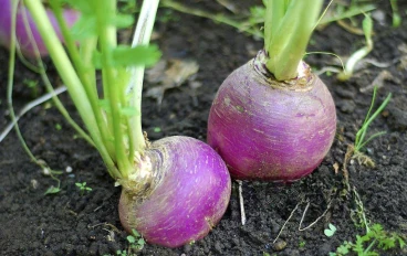 ما هي فوائد اللفت (What are the benefits of turnip) ؟