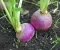 صورة مقال ما هي فوائد اللفت (What are the benefits of turnip) ؟
