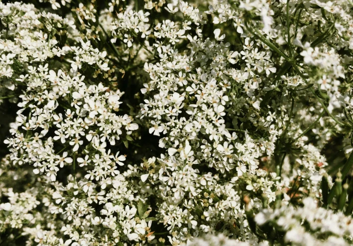 الكمون : نبات عشبي حولي ينتمي إلى فصيلة الخيميات (Apiaceae)