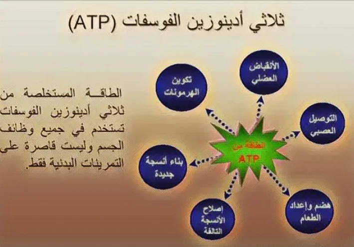 أنظمة انتاج الطاقة - علوم الرياضة