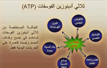 أنظمة انتاج الطاقة - علوم الرياضة