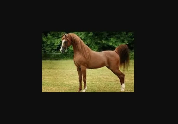 أفضل سلالة خيول: 10 سلالات من الخيول الأكثر شهرة في العالم