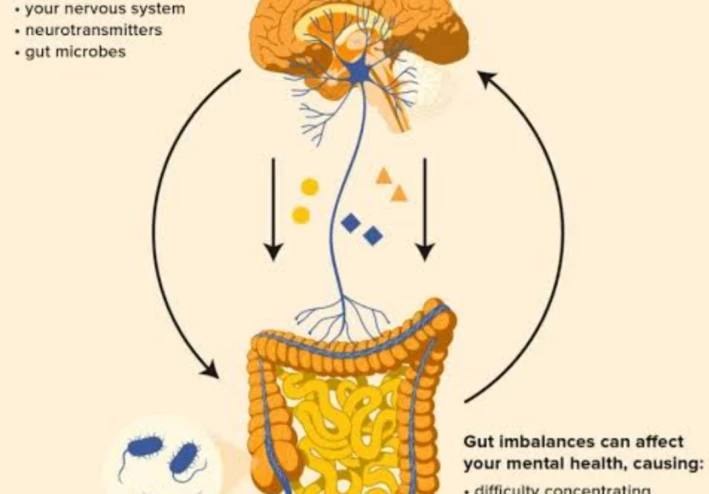 العلاقة بين الأمعاء والدماغ: كيف يؤثر الهضم على الحالة المزاجية