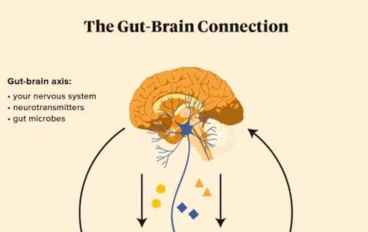 العلاقة بين الأمعاء والدماغ: كيف يؤثر الهضم على الحالة المزاجية
