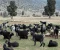 article image for عن قصه واقعيه "حياه الماعز" والعبوديه 