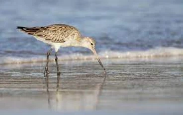 رحلة Godwit الطويلة والطويلة بدون توقف