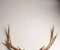 كيف تنمو قرون cervid  بهذه السرعة؟