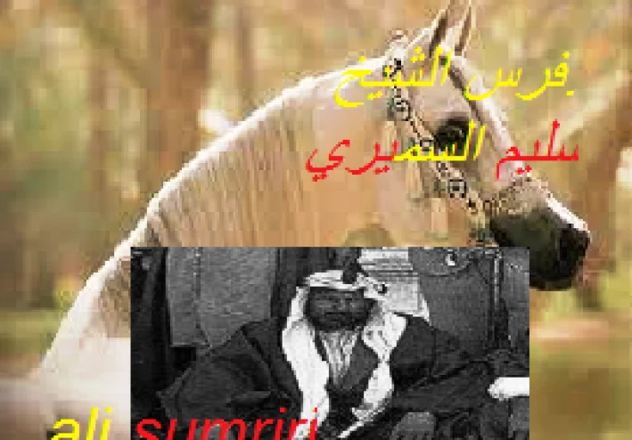 فرس الشيخ سليم السميري (الجرادى )