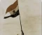 صورة مقال وطنى(قصيدة فى حب مصر)