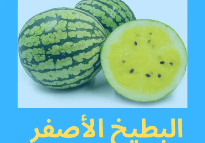 دليل شامل عن البطيخ الأصفر: الفوائد الصحية، التحديات، ونصائح الاستهلاك
