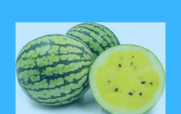 دليل شامل عن البطيخ الأصفر: الفوائد الصحية، التحديات، ونصائح الاستهلاك