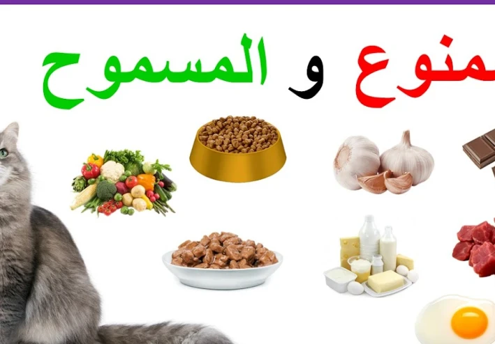 30 نوعًا من الأطعمة البشرية يمكن أن تأكلها القطط