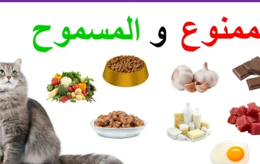 30 نوعًا من الأطعمة البشرية يمكن أن تأكلها القطط