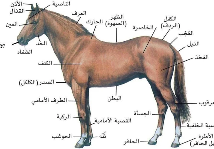 تعرف على الحصان العربي الشعبي بشكل أفضل