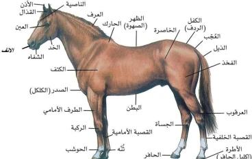 تعرف على الحصان العربي الشعبي بشكل أفضل