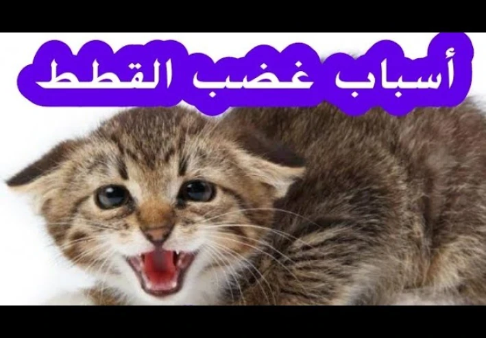 أسباب غضب القطط المنزلية وكيفية التعامل معها