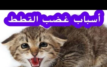 أسباب غضب القطط المنزلية وكيفية التعامل معها