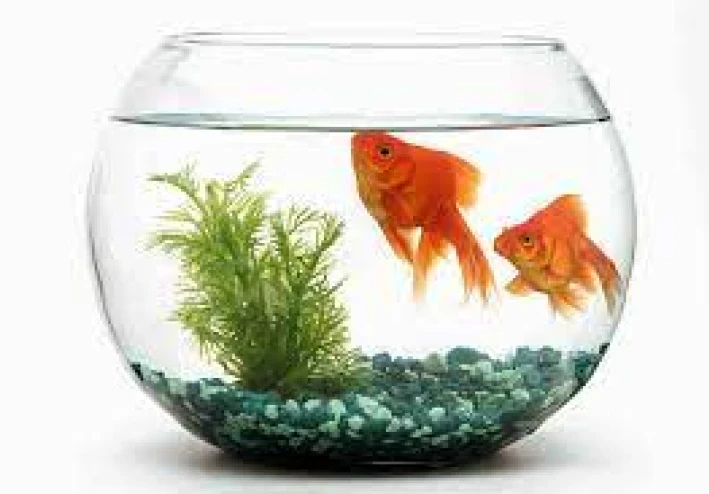 Fish Thoughts for Your New storage tank