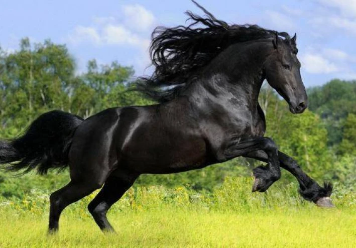 غزوة احد وابرز نتائجها 