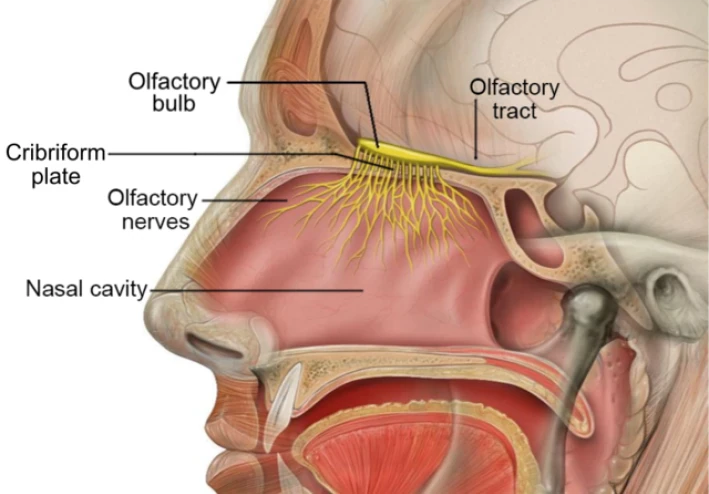 حاسة الشم و الروائح بين المتعة و العادة