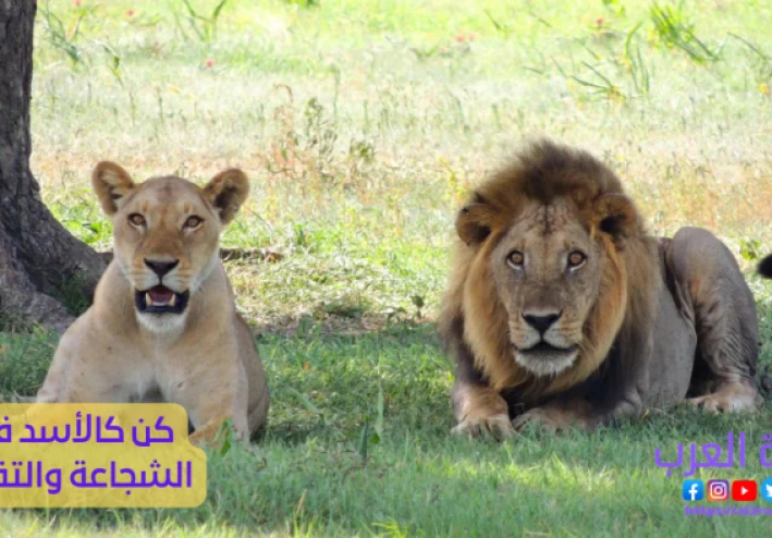 الجرأة و الشغف و المثابرة و الارادة و التصميم و كل ما يتعلق بهذه الأقوال