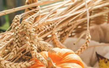 القرع: فوائده، موطنه الأصلي، كيفية زراعته