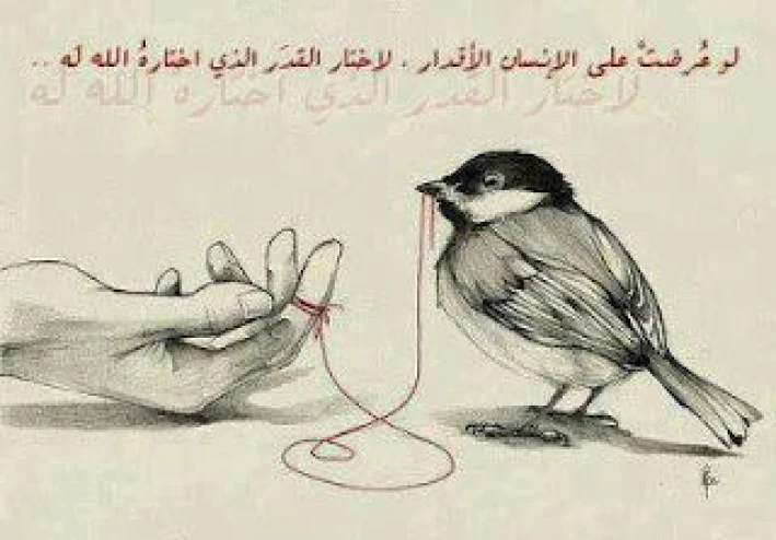 ماذا سأكتب : فات الأوان