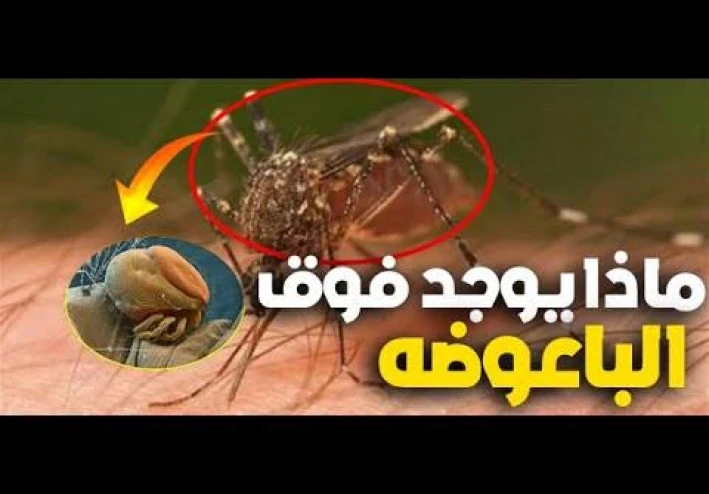 "سبحان الله"شرح آية "بعوضة فما فوقها" وإثبات الإعجاز العلمي