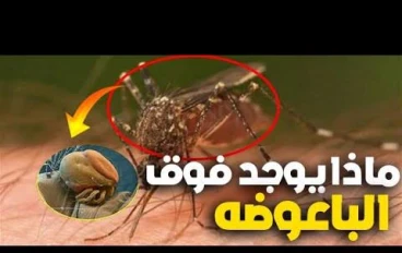"سبحان الله"شرح آية "بعوضة فما فوقها" وإثبات الإعجاز العلمي