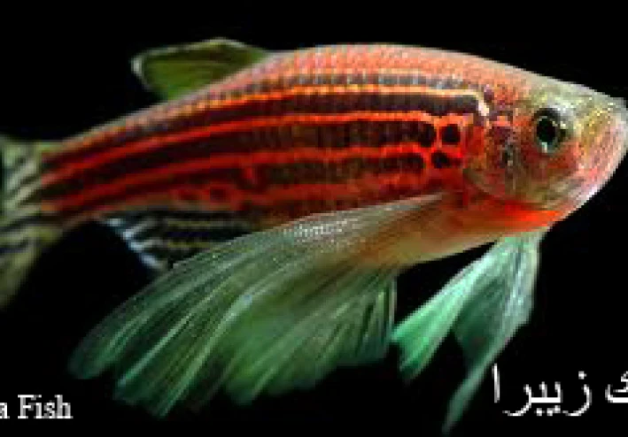 اسماك الزينة سمك زيبرا Zebra Fish
