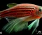 article image for أسماك الزينة هافمون Halfmoon Betta Fish